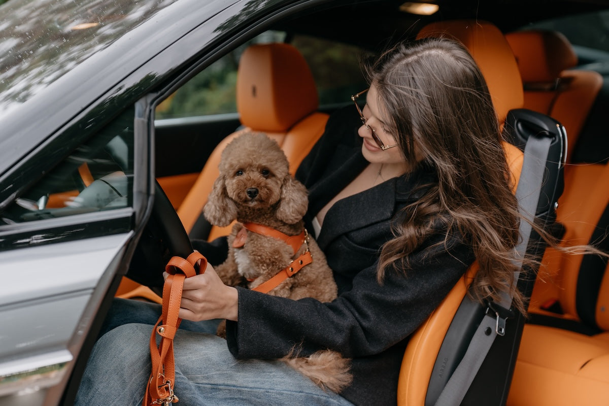 Harness vs. Collar for Small Dogs: Which Is Better?