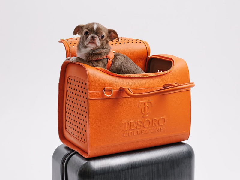 Small Dog Carrier Guide: Crossbody Sling vs. Travel Pet Carrier