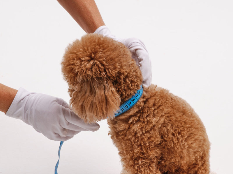 How to Measure Your Dog for a Collar