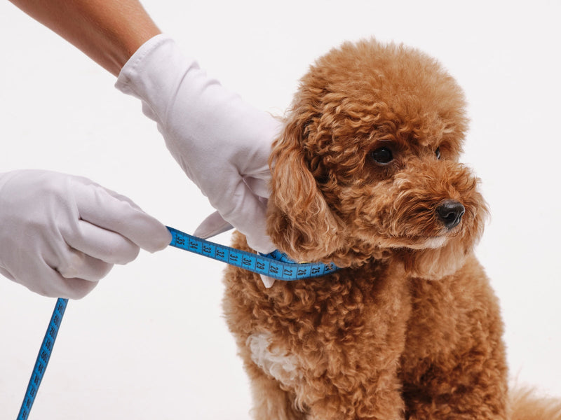 How to Measure Your Dog for a Harness