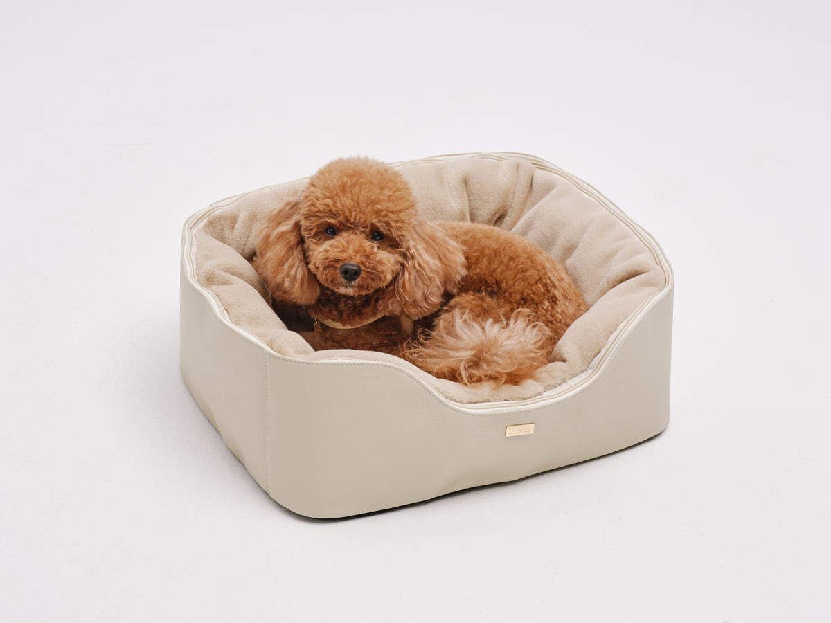 Cream toy poodle resting in a Tesoro Collezione leather and shearling dog bed